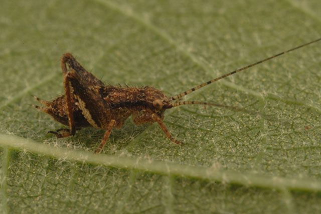 image of Hapithus agitator