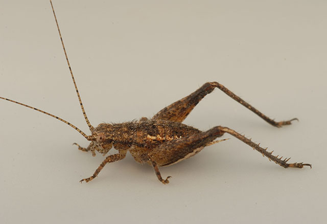 image of Hapithus agitator