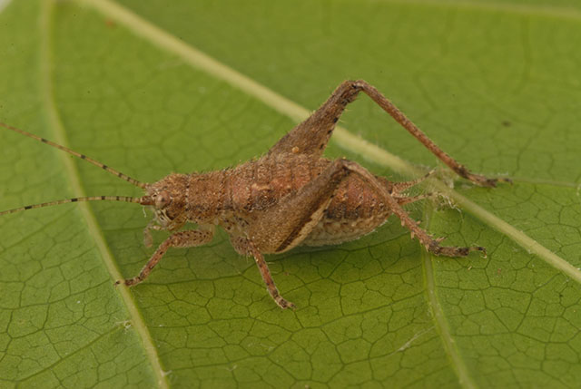image of Hapithus agitator