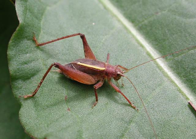 image of Hapithus agitator