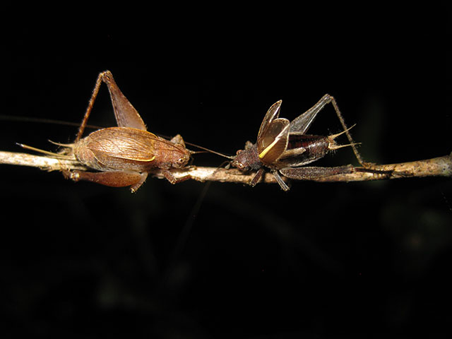 image of Hapithus agitator