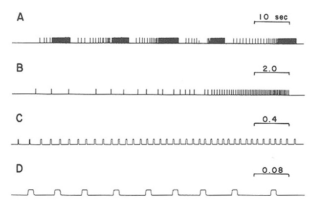 timing of pulses in Hapithus melodius calling song