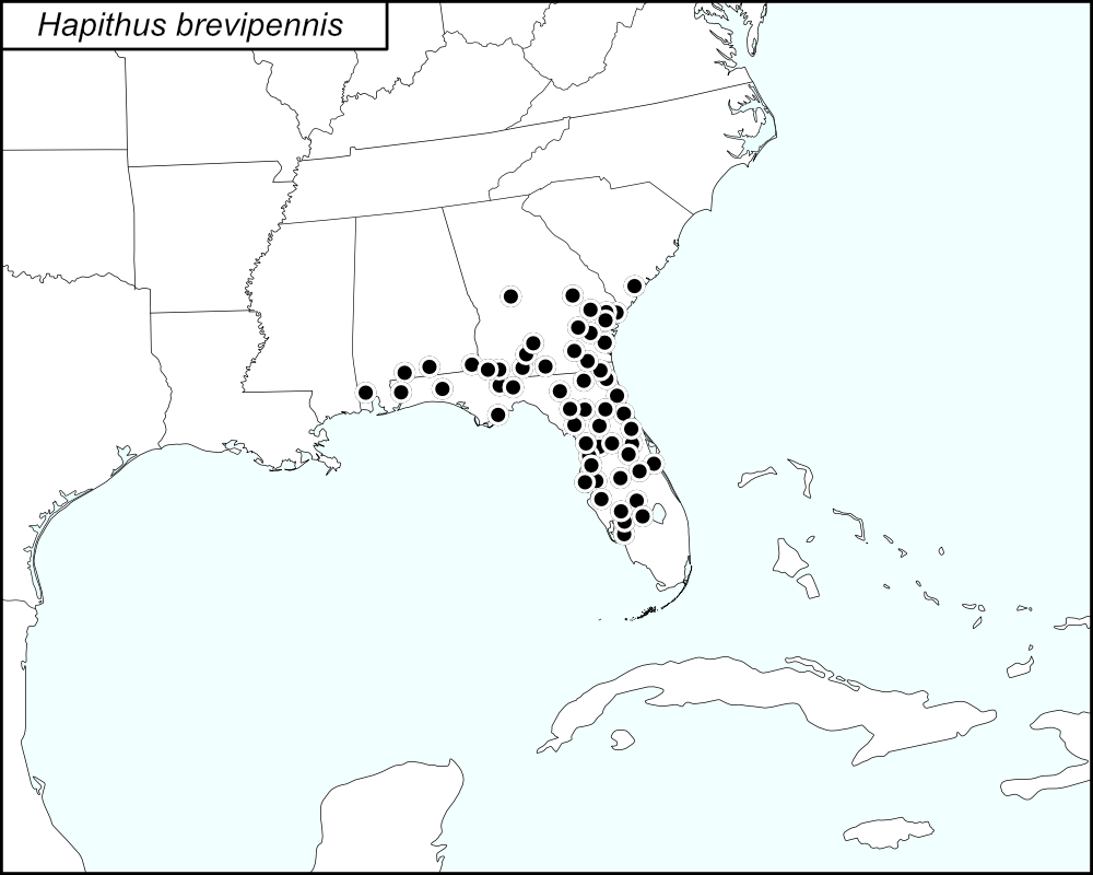 distribution map for Hapithus brevipennis