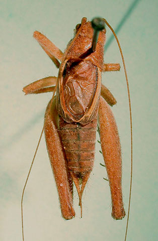 image of Hapithus brevipennis