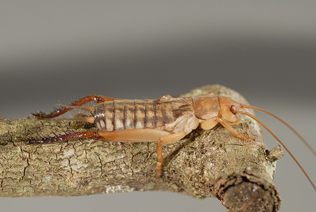 image of Tafalisca eleuthera