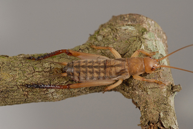 image of Tafalisca eleuthera