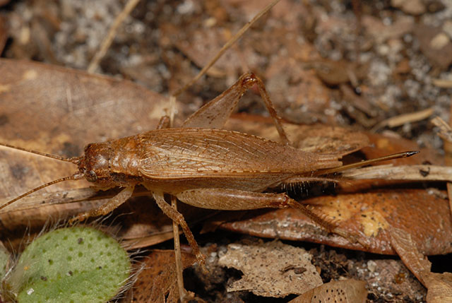 image of Orocharis luteolira