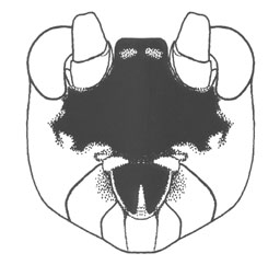 image of Orocharis nigrifrons