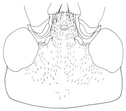image of Orocharis nigrifrons