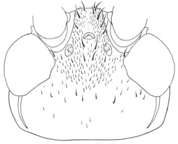 image of Orocharis tricornis