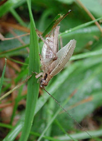 image of Orocharis saltator