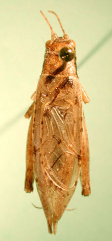image of Orocharis saltator