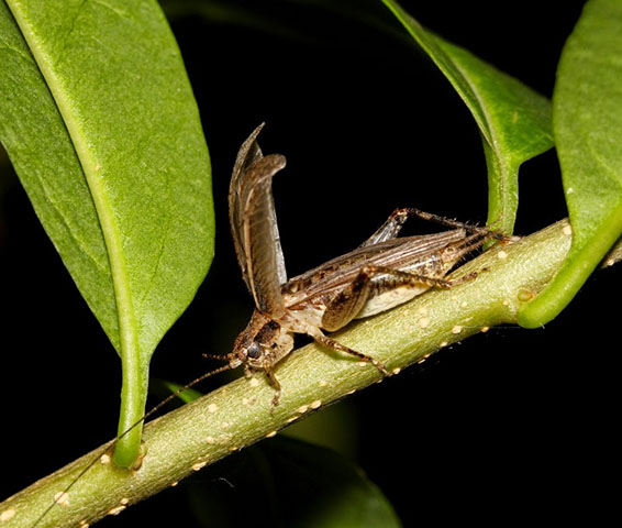 image of Orocharis saltator