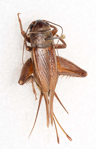 image of Gryllus cohni