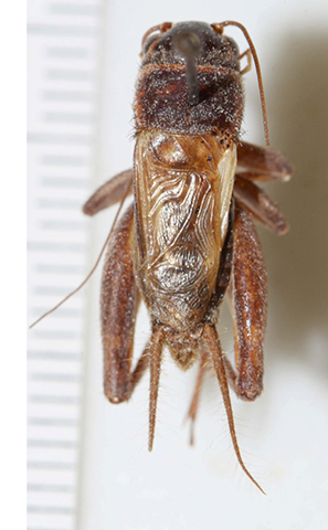 image of Gryllus cohni
