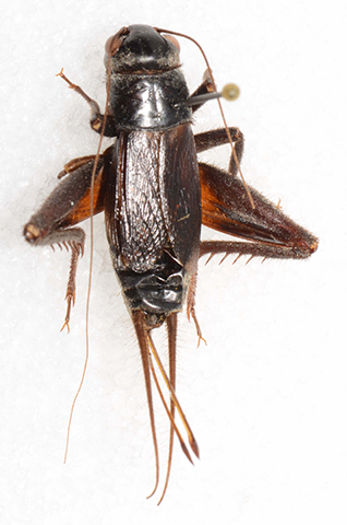 image of Gryllus longicercus