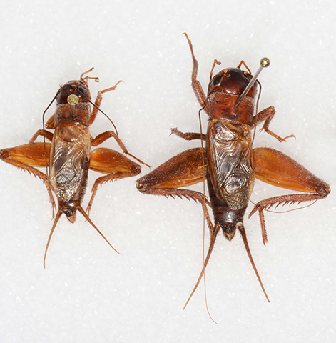 image of Gryllus navajo