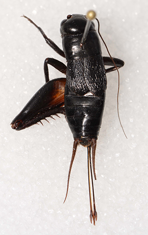 image of Gryllus planeta