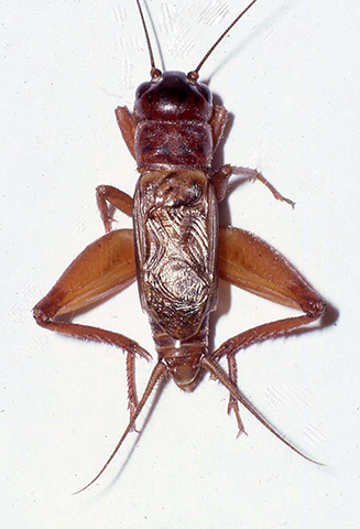 image of Gryllus saxatilis