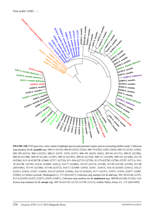 image of Gryllus saxatilis