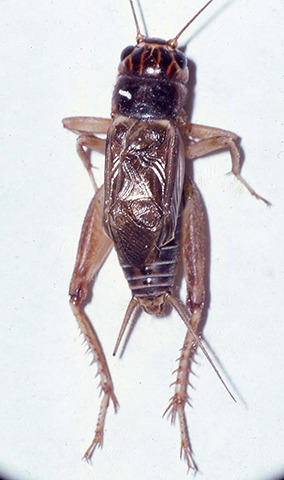 image of Gryllus staccato