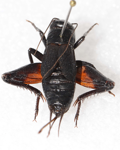 image of Gryllus veintinueve
