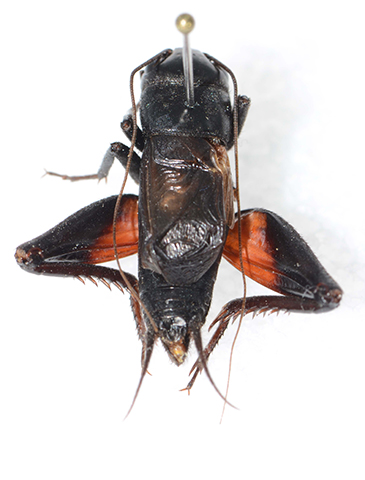 image of Gryllus veintinueve