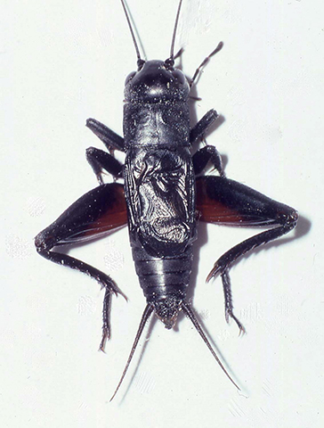 image of Gryllus veintinueve
