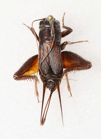 image of Gryllus vulcanus