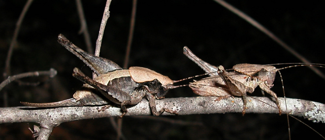 image of Neduba ambagiosa