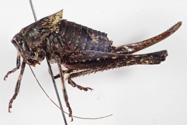 image of Neduba cascadia