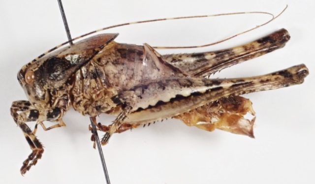 image of Neduba inversa