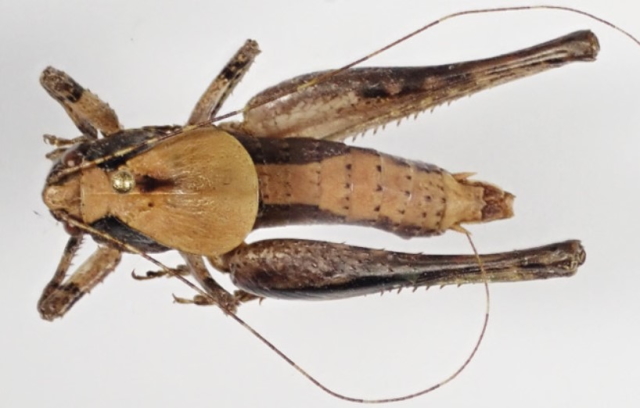 image of Neduba lucubrata