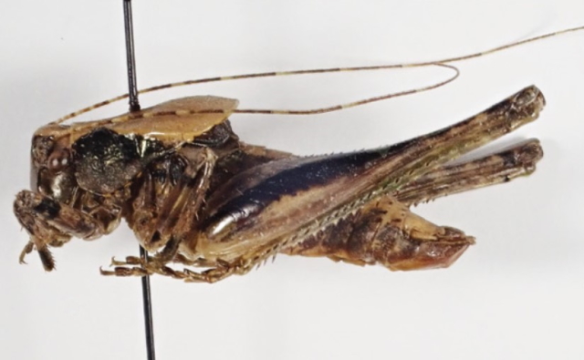 image of Neduba lucubrata