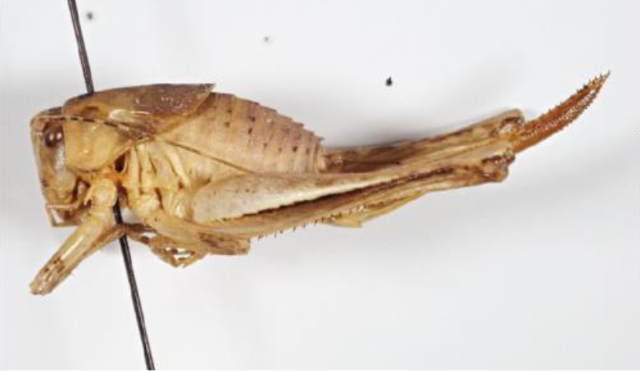 image of Neduba oblongata