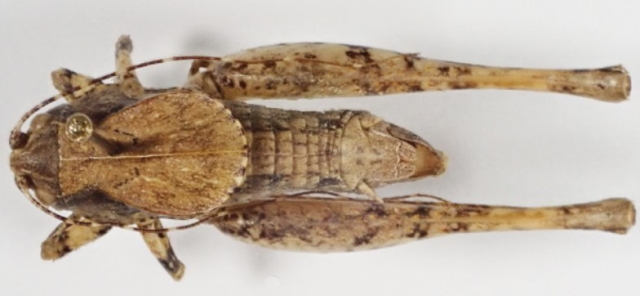 image of Neduba prorocantans