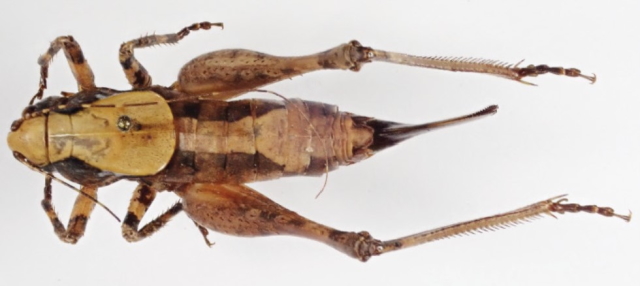 image of Neduba sequoia