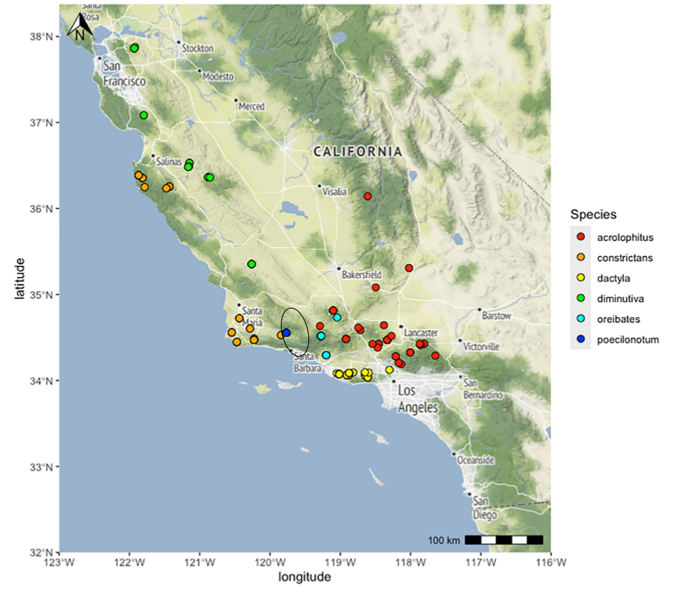 distribution map from Cole et al 2025 for Aglaothorax poecilonotum