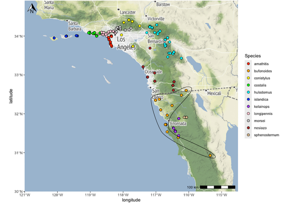 distribution map from Cole et al 2025 for Aglaothorax bufonoides