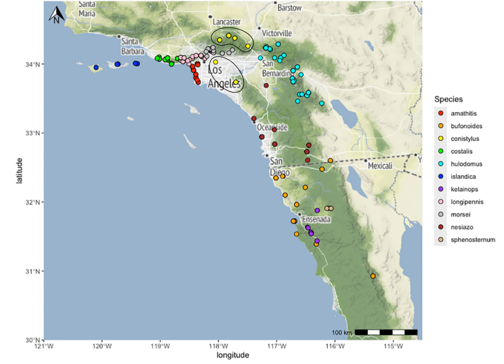 distribution map from Cole et al 2025 for Aglaothorax 