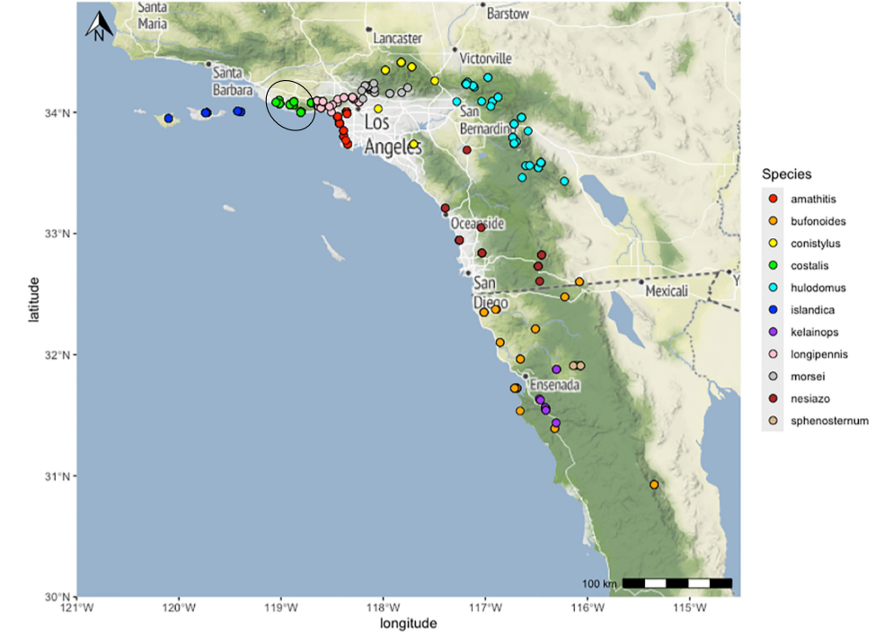 distribution map from Cole et al 2025 for Aglaothorax costalis