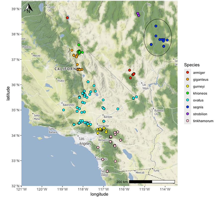 distribution map from Cole et al 2025 for Aglaothorax segnis