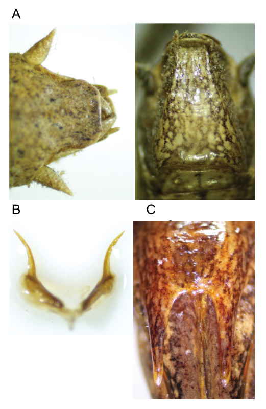 images of Aglaothorax acrolophitus male terminalia and titillators and female subgenital plate