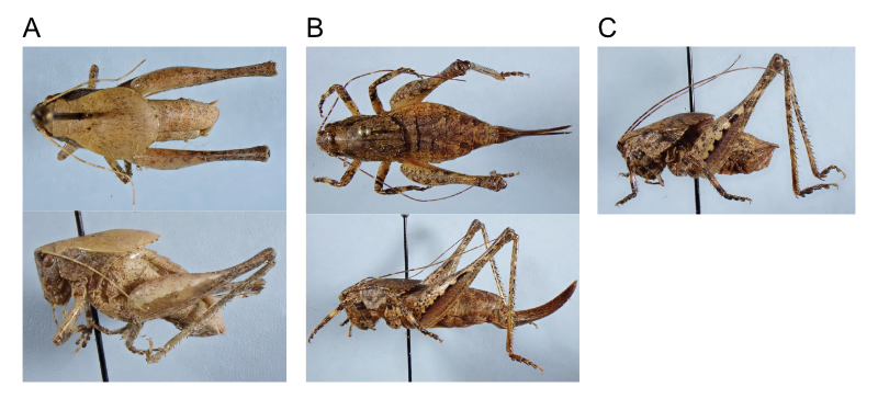 images of Aglaothorax acrolophitus male holotype, female paratype, and male paratype