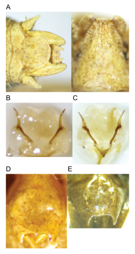 images of Aglaothorax amathitis male terminalia and titillators and female subgenital plate