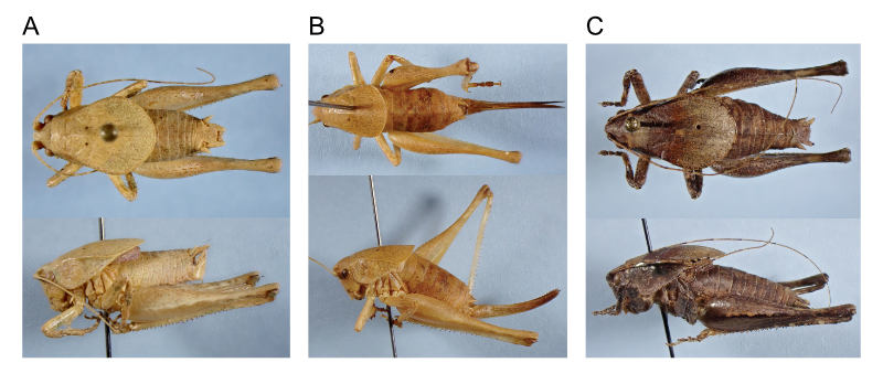 images of aglaothorax amathitis male holotype, female paratopotype, and male paratype