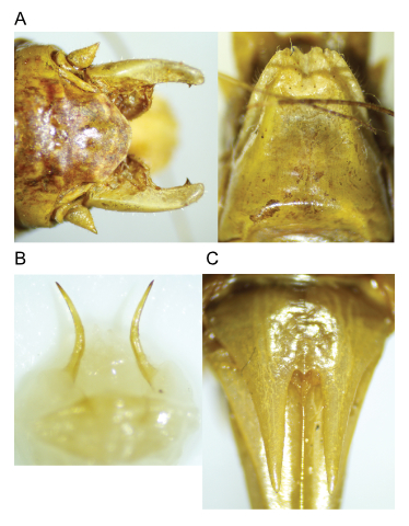 images of Aglaothorax armiger male terminalia and titillators and female subgenital plate