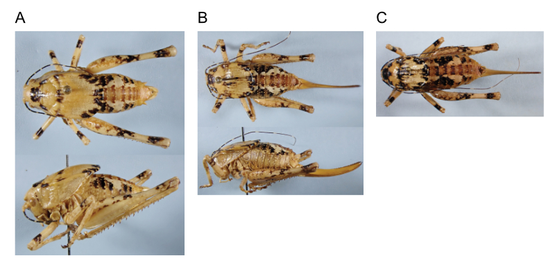images of Aglaothorax armiger male topotype, female topotypes