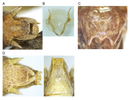 images of Aglaothorax bufonoides male terminalia and titillators and female subgenital plate