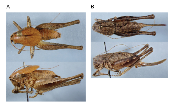 images of Aglaothorax bufonoides male holotype, female paratype, and male paratype